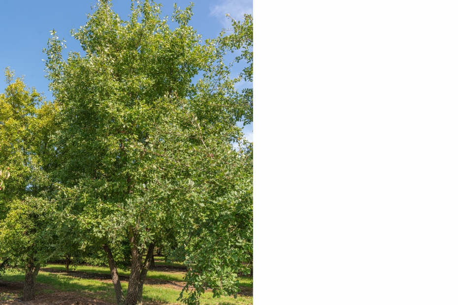 <i>Quercus pubescens</i> <i>Quercus pubescens</i>