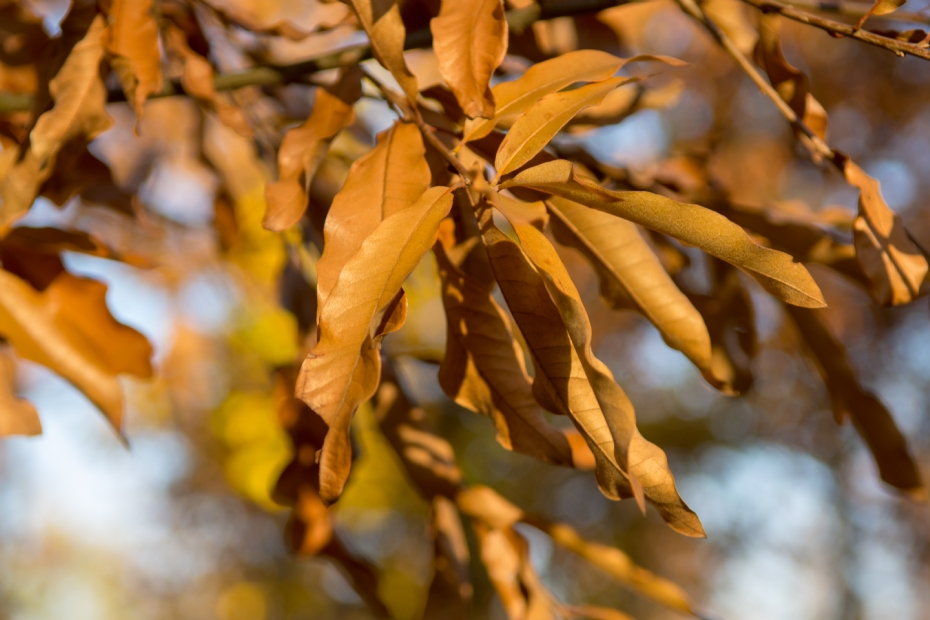 <i>Quercus imbricaria</i> <i>Quercus imbricaria</i>
