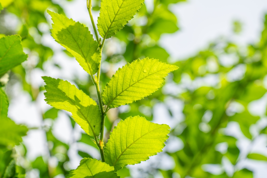 <i>Ulmus</i> 'Fiorente', blad <i>Ulmus</i> 'Fiorente', blad
