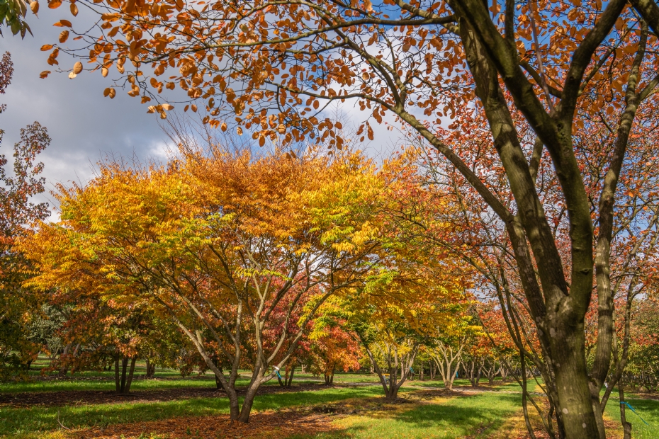 <i>Zelkova serrata</i>