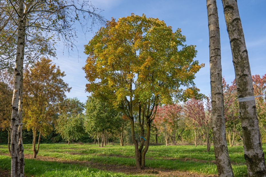 <i>Acer monspessulanum</i> <i>Acer monspessulanum</i>