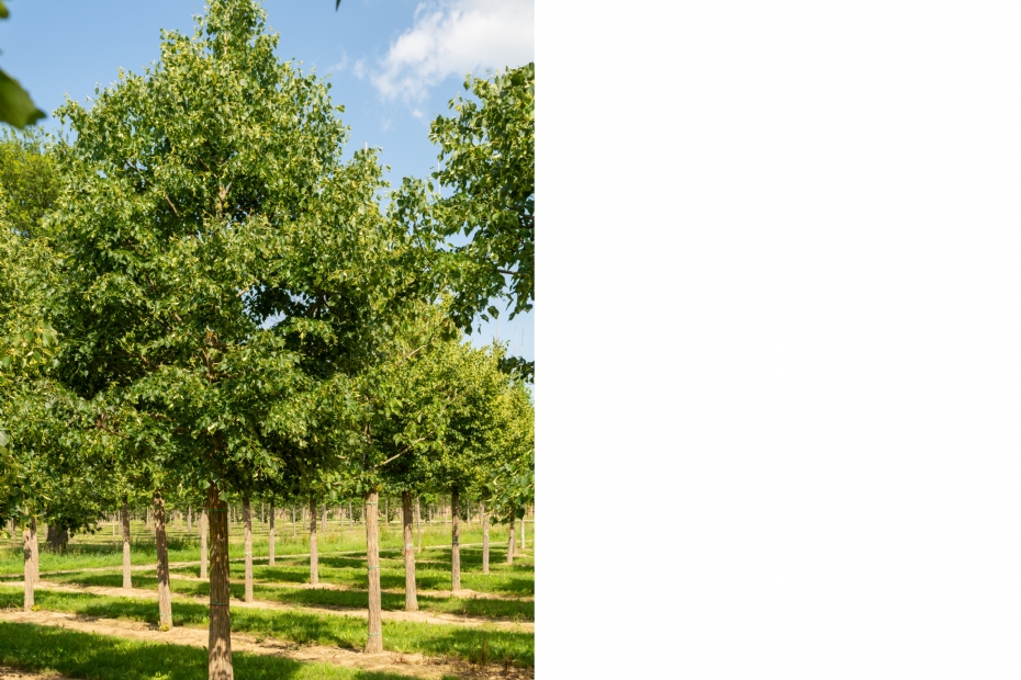 <i>Tilia mongolica</i> 'Buda' <i>Tilia mongolica</i> 'Buda'