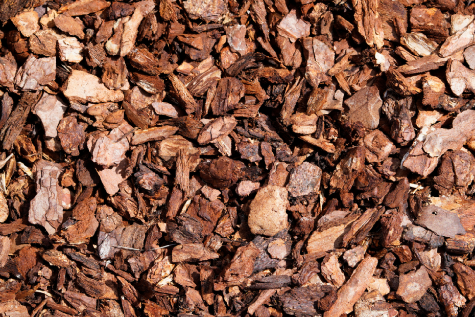 Franse boomschors Franse boomschors