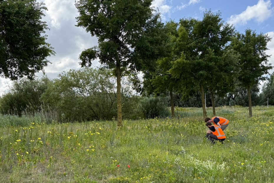 'In grote delen van het beheersgebied is een forse toename van plantensoorten en insecten, zoals bijen en vlinders, te zien' 'In grote delen van het beheersgebied is een forse toename van plantensoorten en insecten, zoals bijen en vlinders, te zien'
