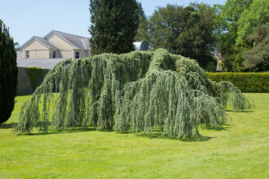 <i>Cedrus atlantica</i> 'Glauca Pendula'