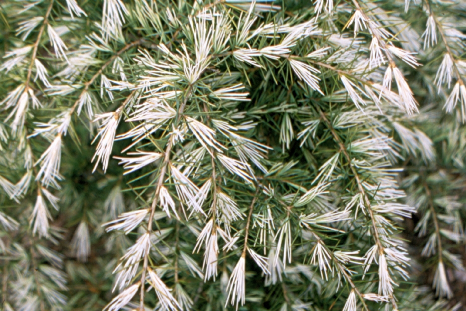 <i>Cedrus deodara</i> 'Silver Spring'