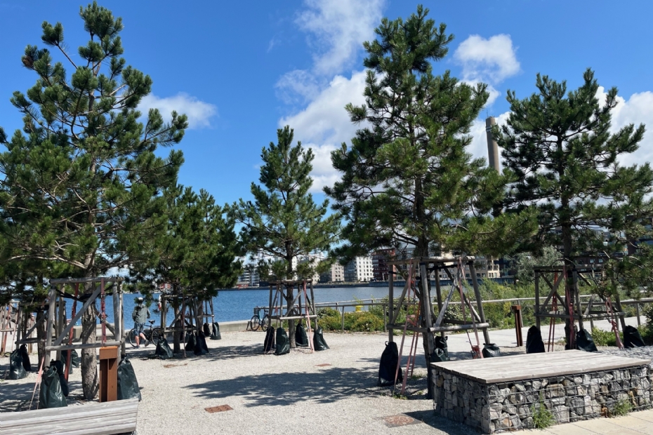 Een groenproject in Malmö met onder meer <i>Pinus nigra</i>