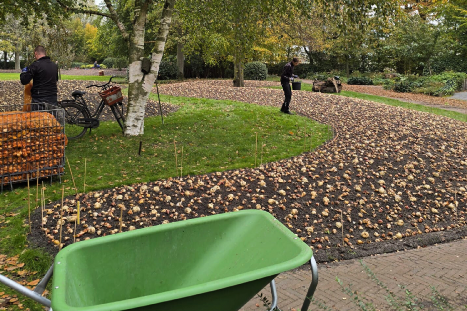 Aanplanting op Keukenhof