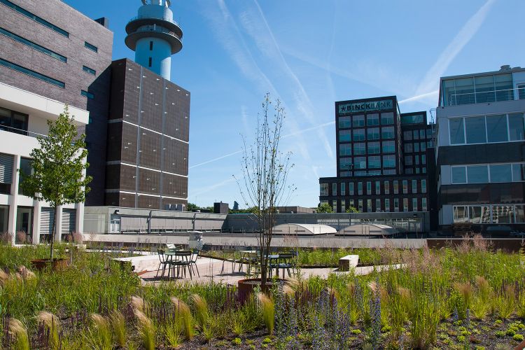 Dakpark Vivaldistraat – Amsterdam. Bron: MetroPolder company Dakpark Vivaldistraat – Amsterdam. Bron: MetroPolder company