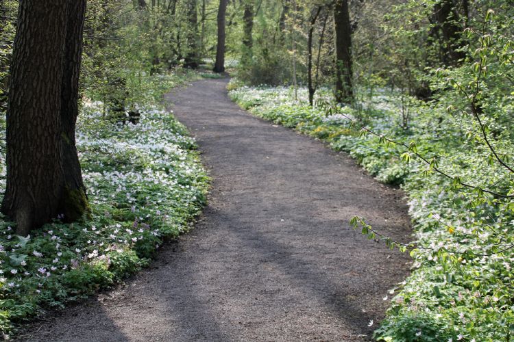 Een typisch beeld uit het sprookjesachtige Thijssepark, romantisch slingerlaantje omzoomd met bosanemoon. Een typisch beeld uit het sprookjesachtige Thijssepark, romantisch slingerlaantje omzoomd met bosanemoon.