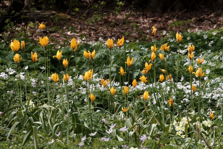 Tulipa sylverstris anemone nemorosa in het Thijssepark. Tulipa sylverstris anemone nemorosa in het Thijssepark.