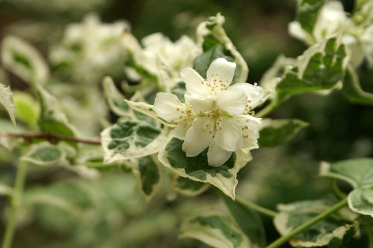 Philadelphus coronarius 'Variegatus' Philadelphus coronarius 'Variegatus'