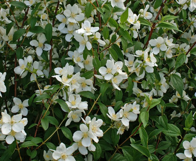 Philadelphus 'Lemoinei' Philadelphus 'Lemoinei'
