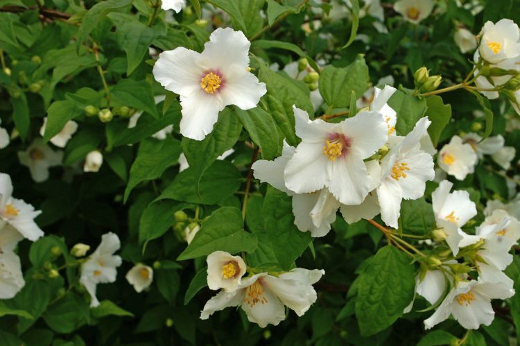 Philadelphus 'Belle Etoile' Philadelphus 'Belle Etoile'