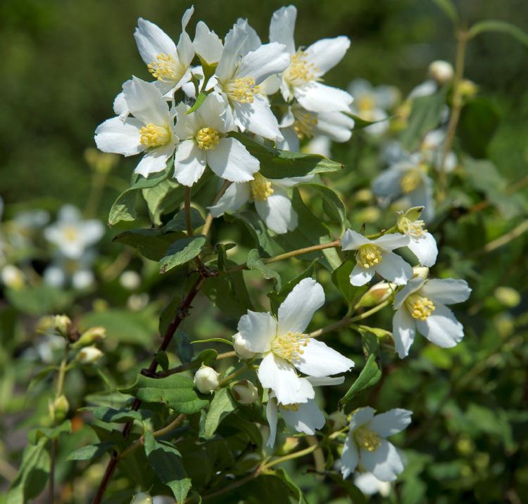 Philadelphus 'Dame Blanche' Philadelphus 'Dame Blanche'