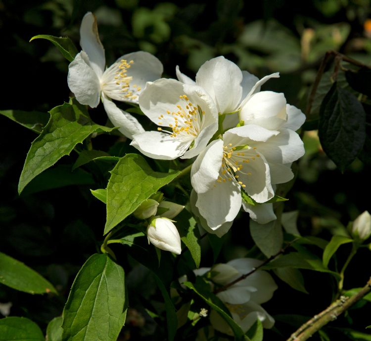 Philadelphus 'Burfordensis' Philadelphus 'Burfordensis'