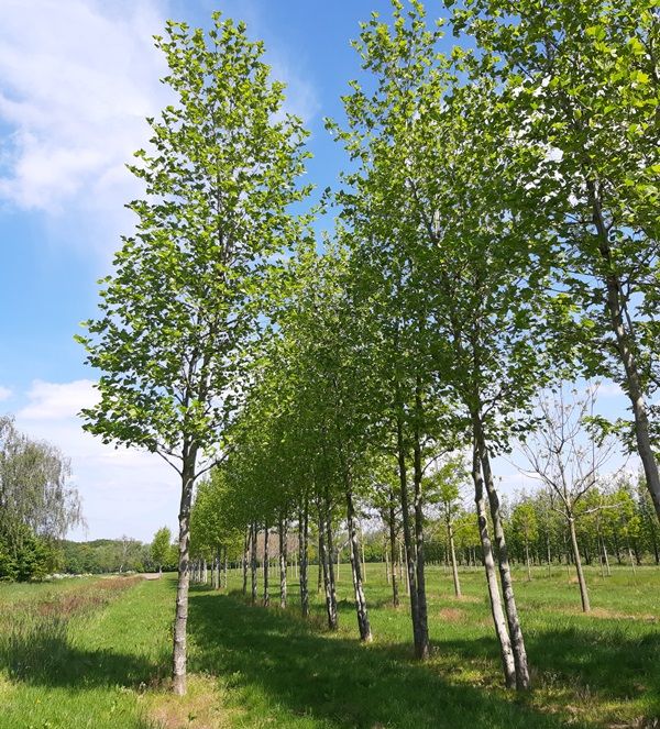 Dubbele plataan Dubbele plataan