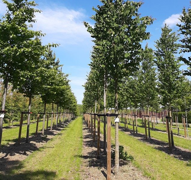 Als de grasbanen worden gemaaid, gooit de maaimachine de mulch bij de boom, wat de kans op onkruidvorming daar vermindert.