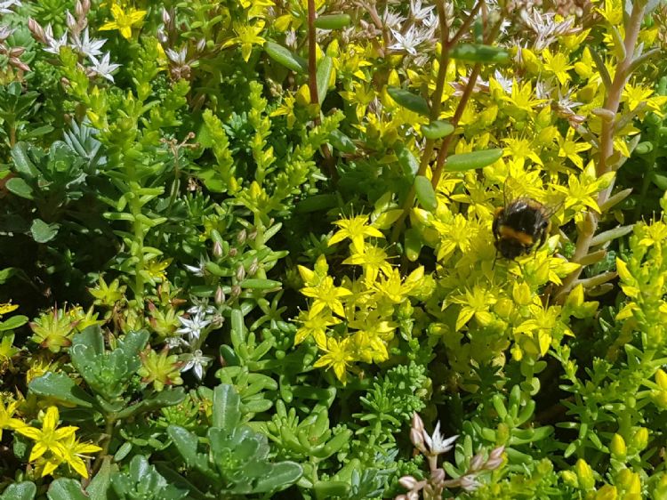 Hommels op het dak Hommels op het dak