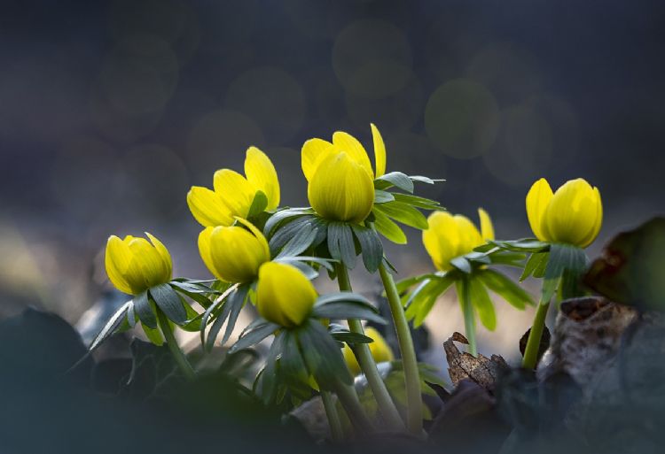 Winterakoniet Winterakoniet