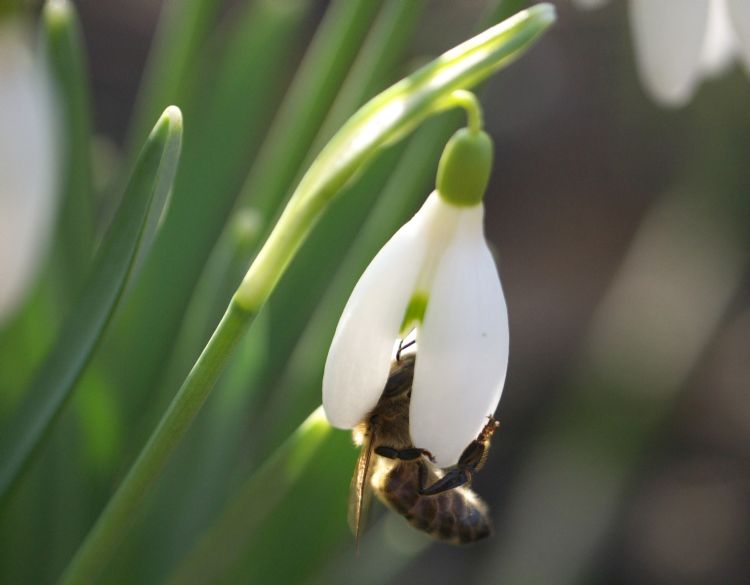 Sneeuwklokje Sneeuwklokje