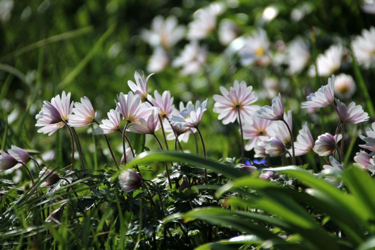 Anemone blanda Anemone blanda