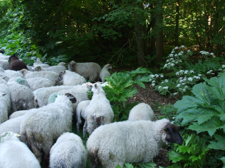De kudde doet zich tegoed aan reuzenberenklauw. De kudde doet zich tegoed aan reuzenberenklauw.