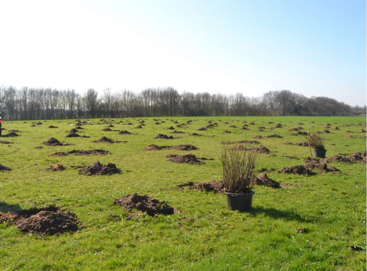 Bomen planten op landbouwgrond is een optie. Bomen planten op landbouwgrond is een optie.