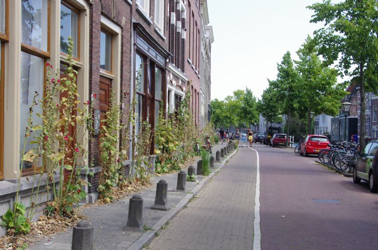 Stokrozen in het historisch centrum van Leiden.