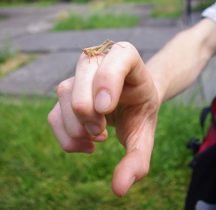 Sprinkhanen op begraafplaats Groenesteeg. Sprinkhanen op begraafplaats Groenesteeg.