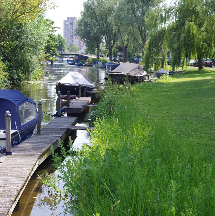 Mooie, natuurrijke oever langs de Rijn en Schiekade. Mooie, natuurrijke oever langs de Rijn en Schiekade.