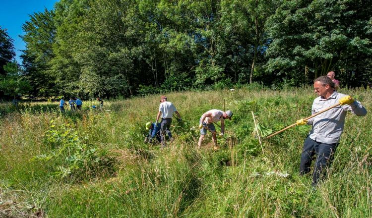 Met vrijwilligers is het mogelijk om in één keer een groot perceel effectief te ontdoen van exoten. ©Peter Venema Met vrijwilligers is het mogelijk om in één keer een groot perceel effectief te ontdoen van exoten. ©Peter Venema