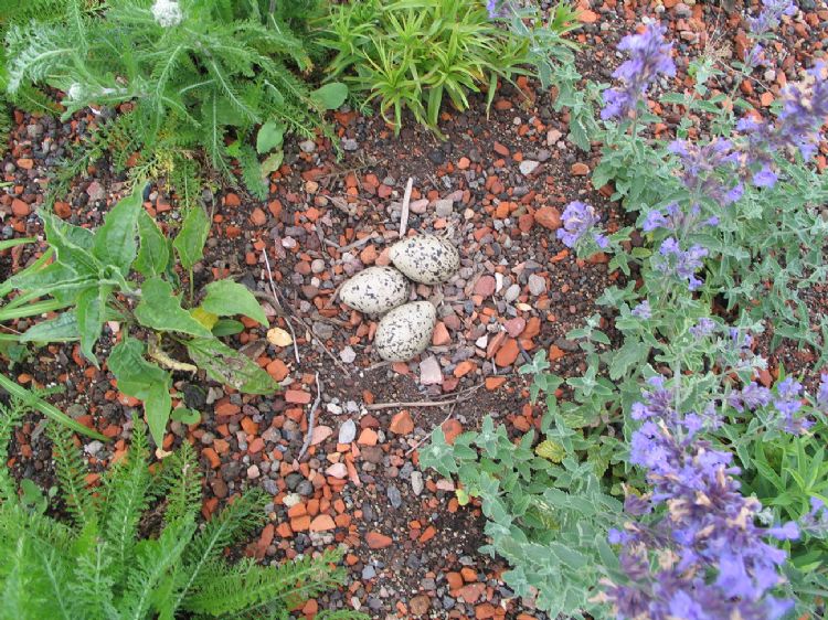 De Peperklip met binnentuin, daaromheen de platte daken die worden ingericht als 'biodivers natuurdak' De Peperklip met binnentuin, daaromheen de platte daken die worden ingericht als 'biodivers natuurdak'