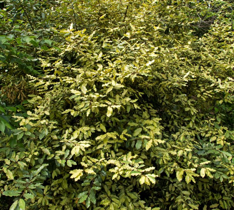 Elaeagnus pungens 'Frederici' Elaeagnus pungens 'Frederici'