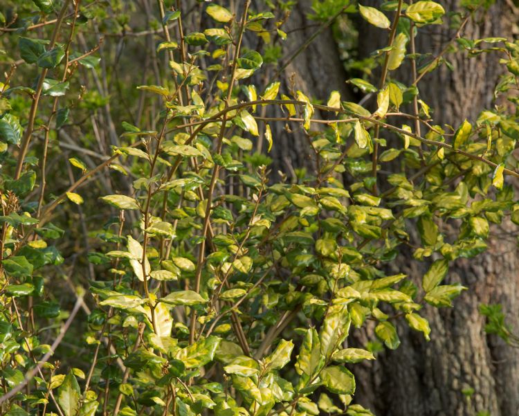 Elaeagnus ebbingei 'Coastal Gold' Elaeagnus ebbingei 'Coastal Gold'