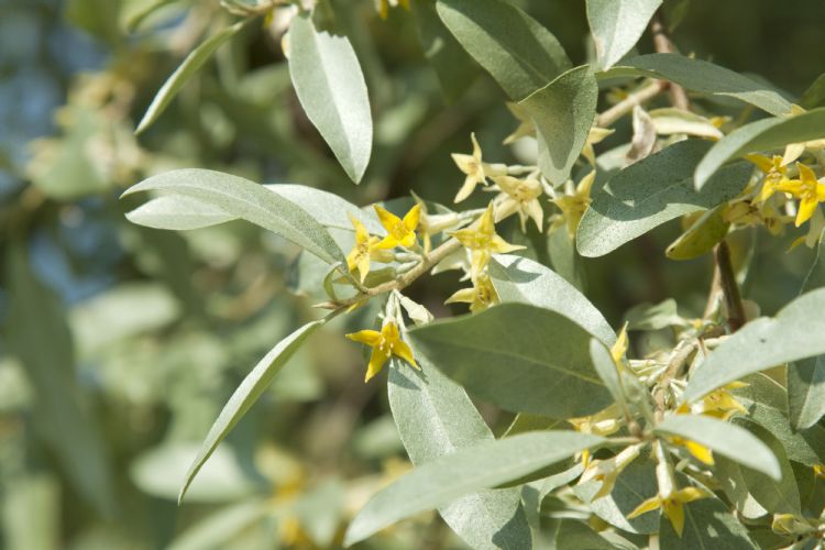Elaeagnus 'Quicksilver' Elaeagnus 'Quicksilver'