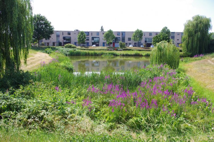 's Zomers wil de vijver in Beinum nogal eens droogvallen en voor stankoverlast zorgen. 's Zomers wil de vijver in Beinum nogal eens droogvallen en voor stankoverlast zorgen.