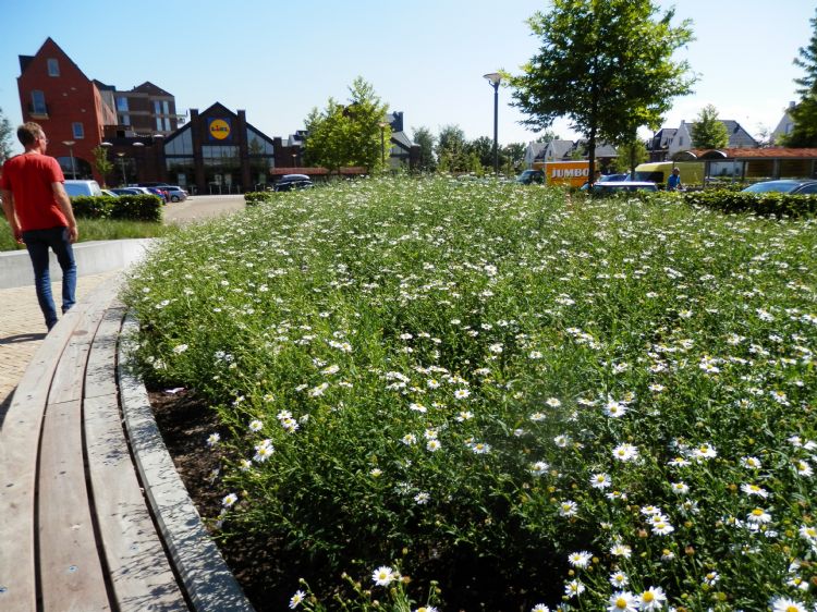 Aanleg vaste plantenborders volgens DTA-methode Aanleg vaste plantenborders volgens DTA-methode