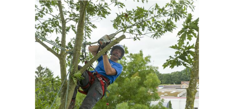 Boomverzorger Cees Schreuder aan het werk Boomverzorger Cees Schreuder aan het werk