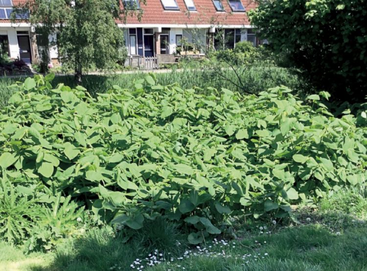 Locatie in Arnhem vol Japanse duizendknoop Locatie in Arnhem vol Japanse duizendknoop