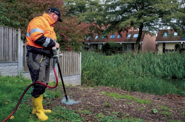 Dezelfde locatie in Arnhem bij de vierde behandeling: een sterke afname van Japanse duizendknoop Dezelfde locatie in Arnhem bij de vierde behandeling: een sterke afname van Japanse duizendknoop