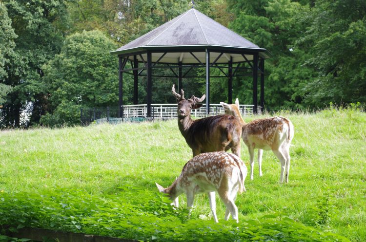 Park De Plantage: historisch groen en oude landschapsstructuren worden in Culemborg gekoesterd. Park De Plantage: historisch groen en oude landschapsstructuren worden in Culemborg gekoesterd.