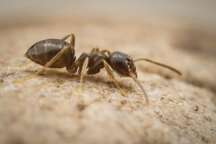 Plaagmier. Foto: Theodoor Heijerman Plaagmier. Foto: Theodoor Heijerman