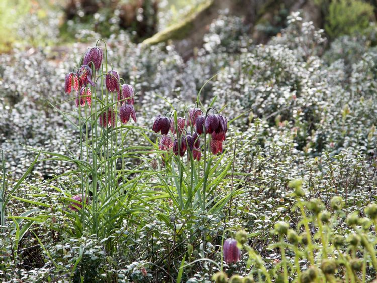 Fritillaria meleagris liggend ©JoopHuner Fritillaria meleagris liggend ©JoopHuner