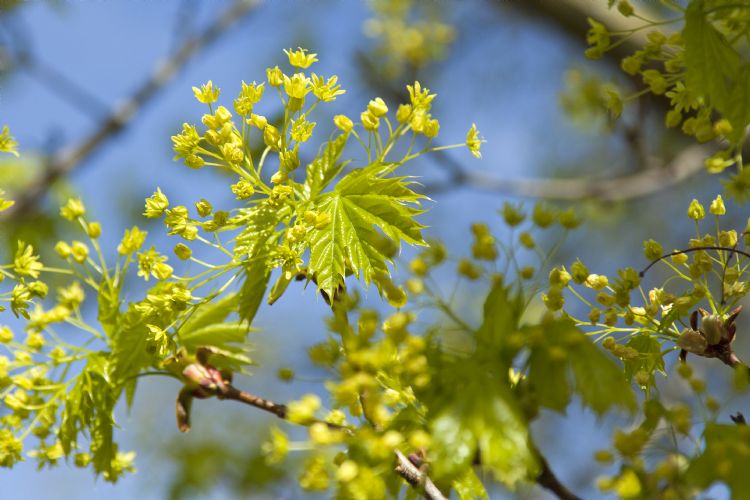<i>Acer platanoides</i>