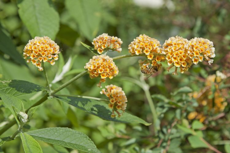 <i>Buddleja weyeriana</i> 'Sungold' <i>Buddleja weyeriana</i> 'Sungold'
