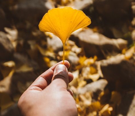 Een vrouwelijk ginko boom kan vreselijk stinken (foto Xiaolong-Wong on Unsplash) Een vrouwelijk ginko boom kan vreselijk stinken (foto Xiaolong-Wong on Unsplash)