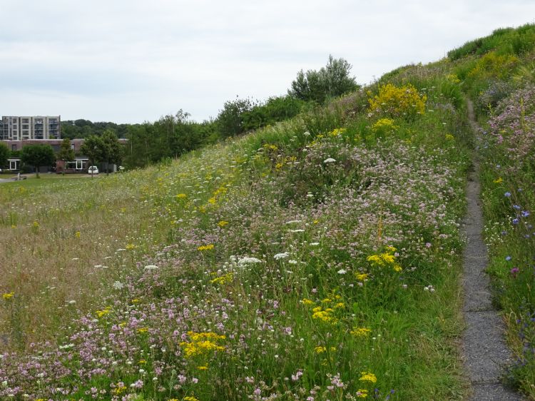 A27 Wolfslaar. Bij het inzaaien van bloemenmengsels zijn de nodige kanttekeningen te plaatsen, maar inheemse, overblijvende composieten, ruwbladigen en vlinderbloemigen, zoals het bont kroonkruid op deze bloemrijke geluidswal, zijn vaak wel een groot succ A27 Wolfslaar. Bij het inzaaien van bloemenmengsels zijn de nodige kanttekeningen te plaatsen, maar inheemse, overblijvende composieten, ruwbladigen en vlinderbloemigen, zoals het bont kroonkruid op deze bloemrijke geluidswal, zijn vaak wel een groot succ