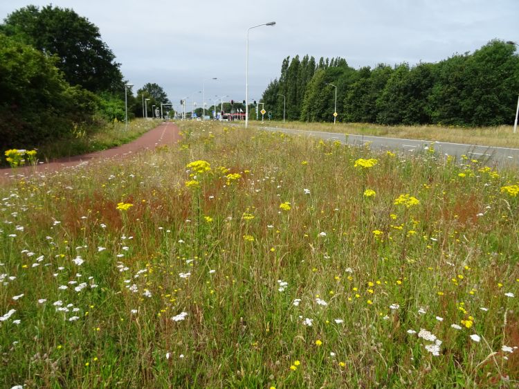 Graaf Engelbertlaan. Schrale bermen bieden bijen en andere bloembezoekers niet alleen voedsel - hier in de vorm van gewoon duizendblad, klein streepzaad en jakobskruiskruid -, maar bij een voldoende open vegetatie, zoals hier, zijn ze ook aantrekkelijk vo Graaf Engelbertlaan. Schrale bermen bieden bijen en andere bloembezoekers niet alleen voedsel - hier in de vorm van gewoon duizendblad, klein streepzaad en jakobskruiskruid -, maar bij een voldoende open vegetatie, zoals hier, zijn ze ook aantrekkelijk vo