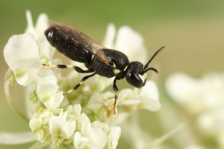 Gestippelde maskerbij. De gestippelde maskerbij (<i>Hylaeus clypearis</i>) foerageert graag op zandblauwtjes en peen zoals die te vinden zijn in schrale, warme bermen. Als nestplek worden onder andere afgestorven braamstengels gebruikt, maar in Breda is d Gestippelde maskerbij. De gestippelde maskerbij (<i>Hylaeus clypearis</i>) foerageert graag op zandblauwtjes en peen zoals die te vinden zijn in schrale, warme bermen. Als nestplek worden onder andere afgestorven braamstengels gebruikt, maar in Breda is d